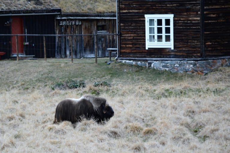 Til Sæterbu for å gjøre seg feit