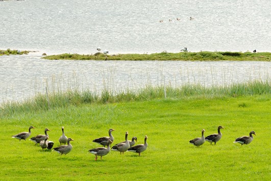 Åpner for tidlig grågåsjakt