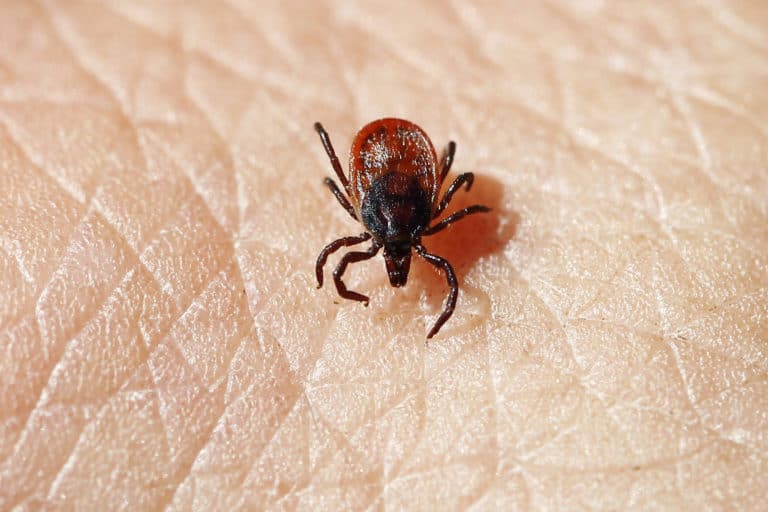 Rekordår for Lyme borreliose