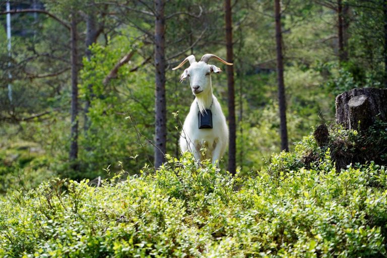 Geiter på beite i Kolvika