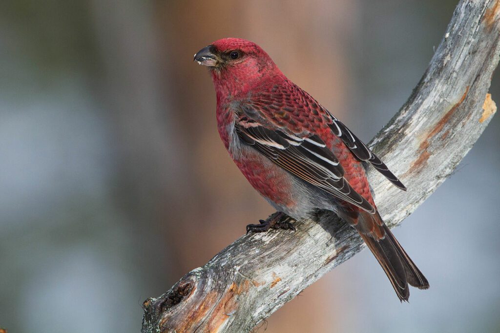 Konglebit hann. Foto: Ron Knight from Seaford, East Sussex, United Kingdom – Pine Grosbeak (Pinicola enucleator), CC BY 2.0 - wikimedia.org