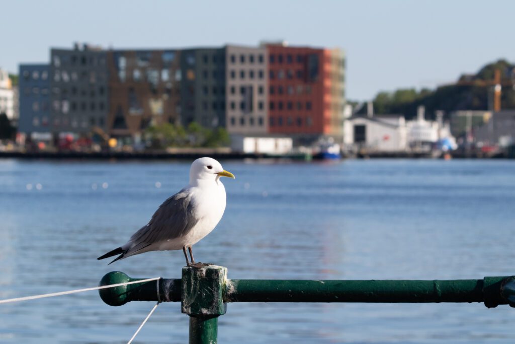 Krykkje ved sundbåttillegget på Innlandet i Kristiansund. Steinar Melby, NorScape.com