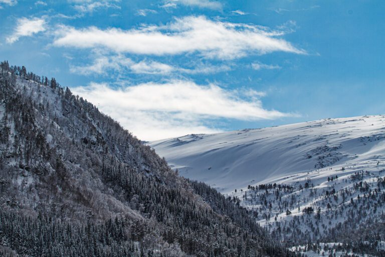 Bilde av snøkledte fjell og skoger av gran og furu