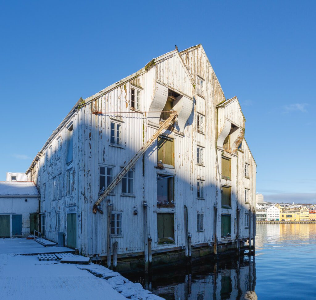 De første ankomne krykkjene til hekkesesongen 2025 på Tahitibrygga i Kristiansund. Foto: Steinar Melby, KSU.NO