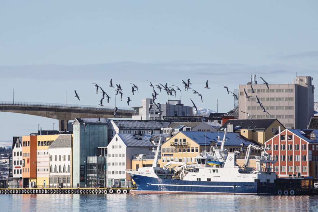 Krykkjer ved gamle bygg på Gomalandet i Kristiansund. Storkaia i bakgrunnen. Foto: Steinar Melby, KSU.NO