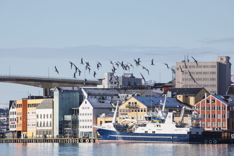 Krykkjer på havna i Kristiansund. Foto: Steinar Melby, KSU.NO