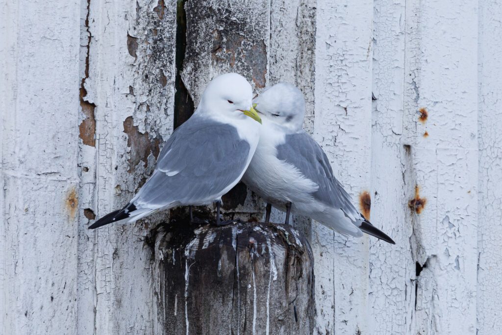 Krykkjer på Tahitibrygga i kristiansund. Foto: Steinar Melby, KSU.NO