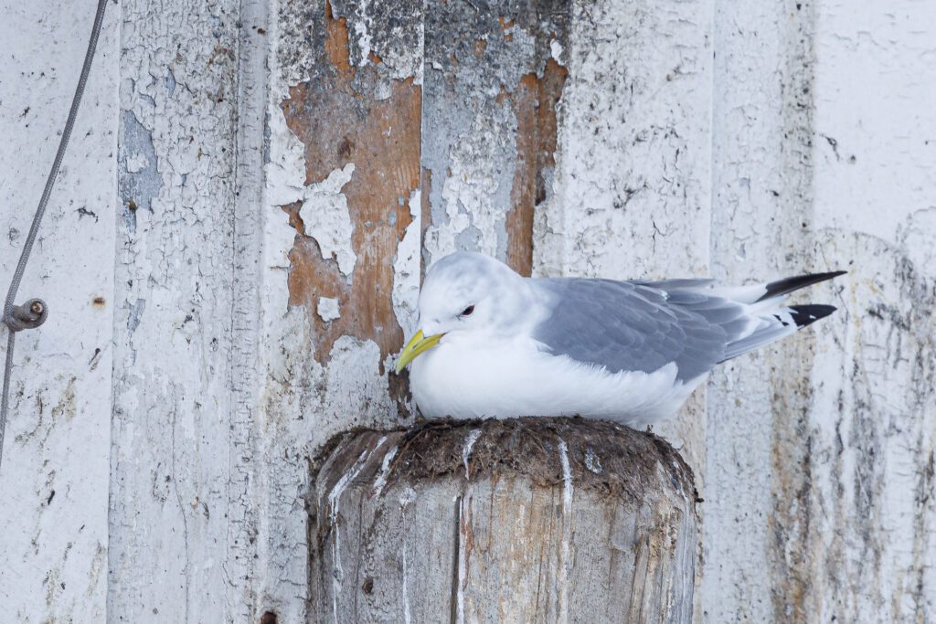 Krykkje på Tahitibrygga i kristiansund. Foto: Steinar Melby, KSU.NO